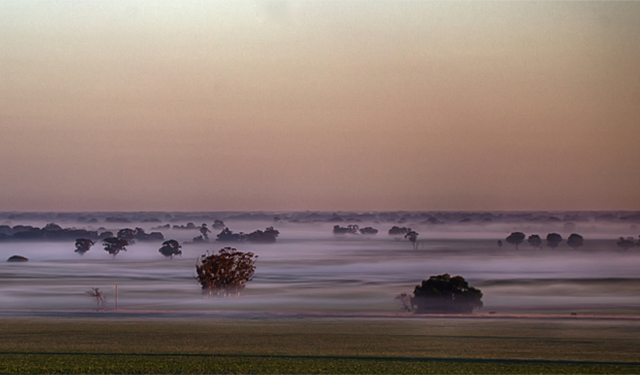 Frosted wheat field