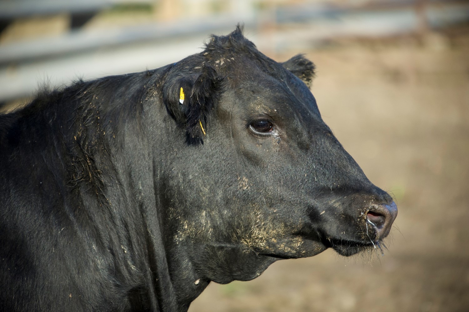 Feedlot