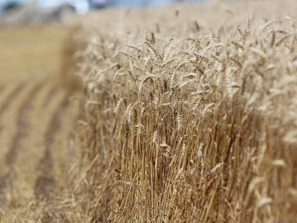 Wheat_21052019