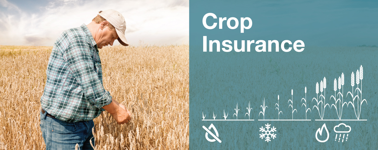 AWB - Broadacre Crop Insurance