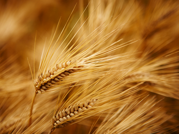 wheat_newshub_19062019