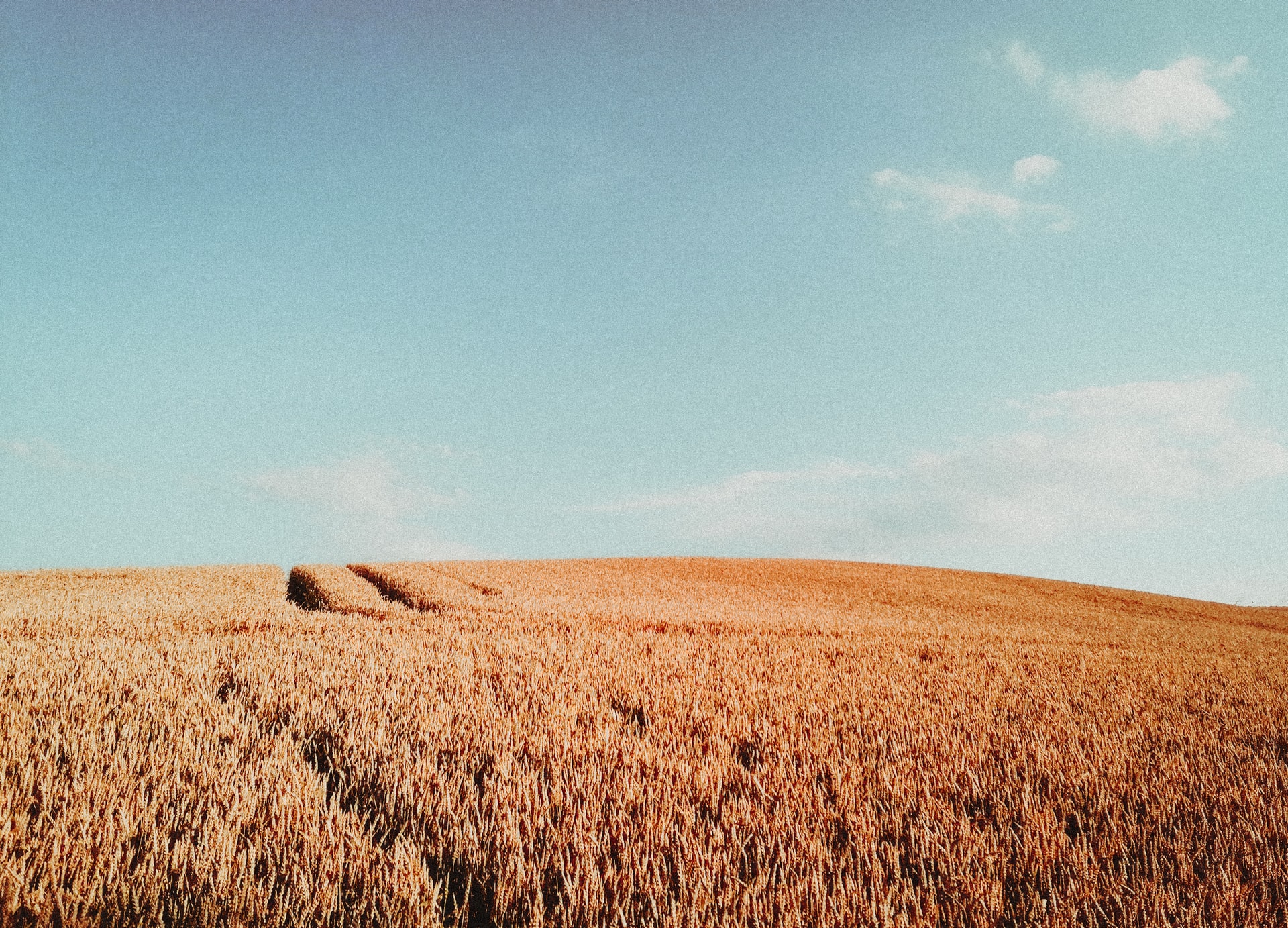 Grains field_25082021