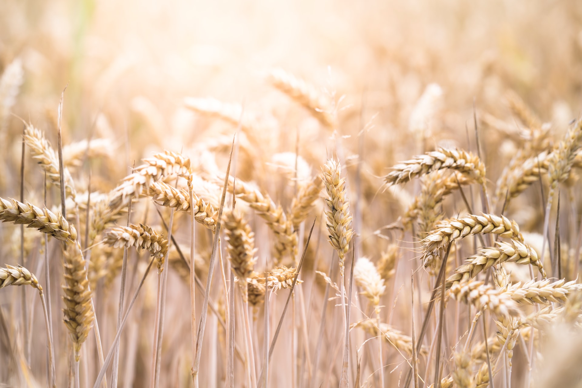 Wheat_06102021