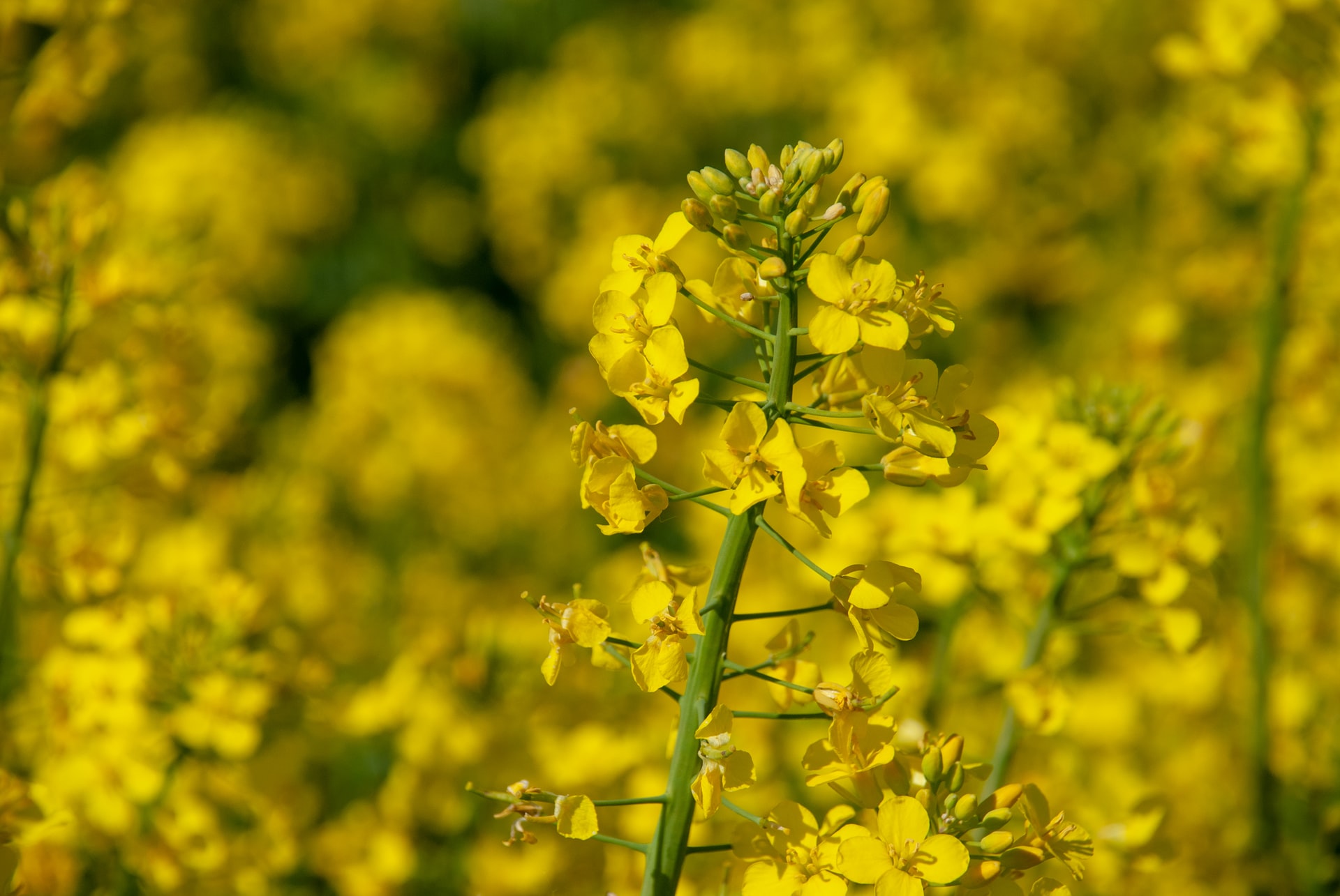 Canola_13102021