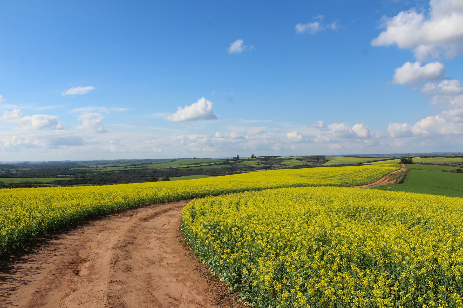 Canola_08122021