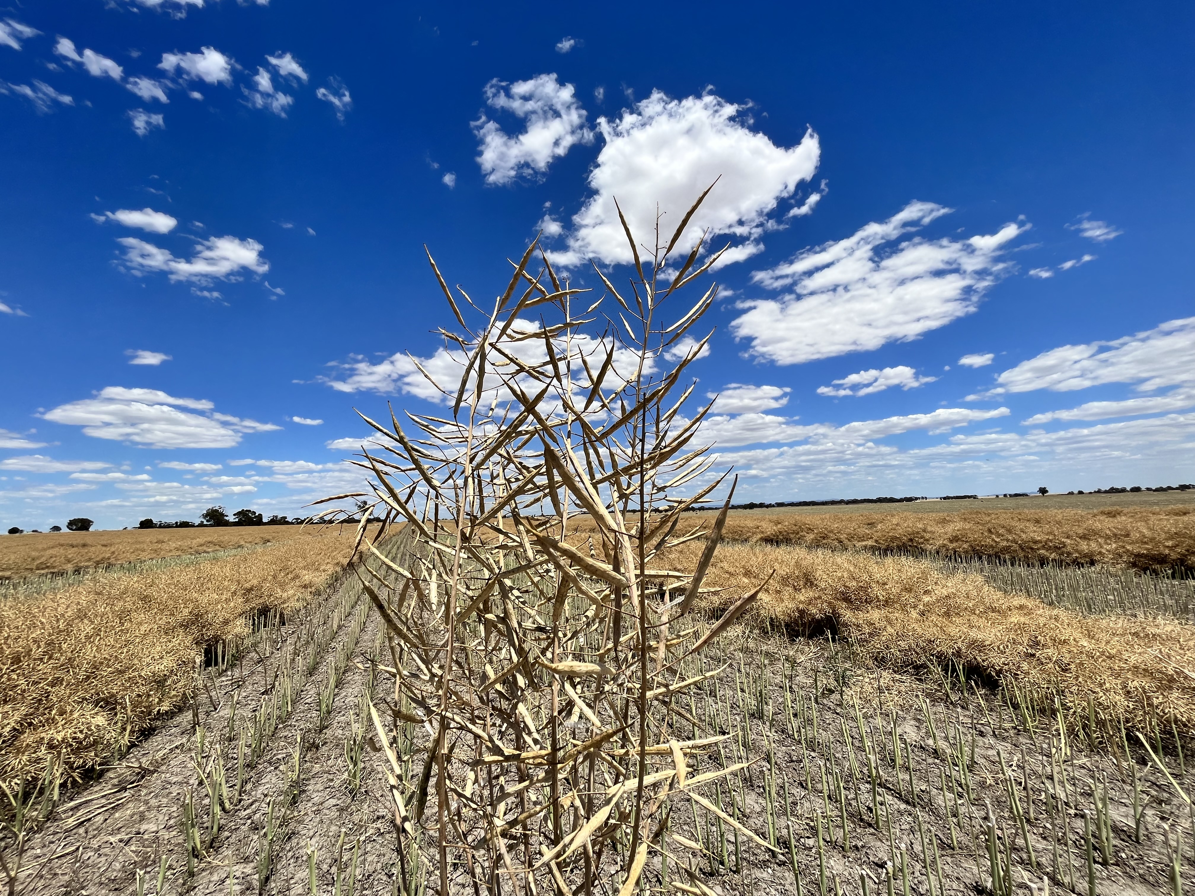 Canola_02022022