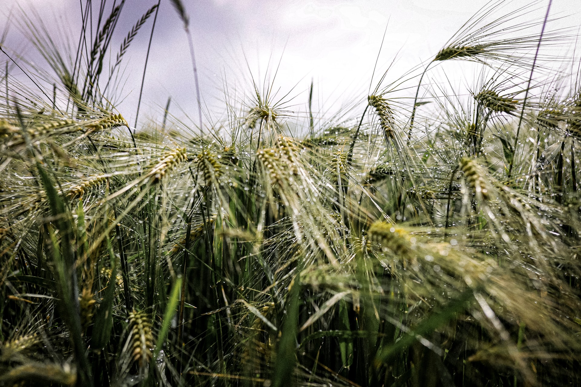 Grains rain_23032022