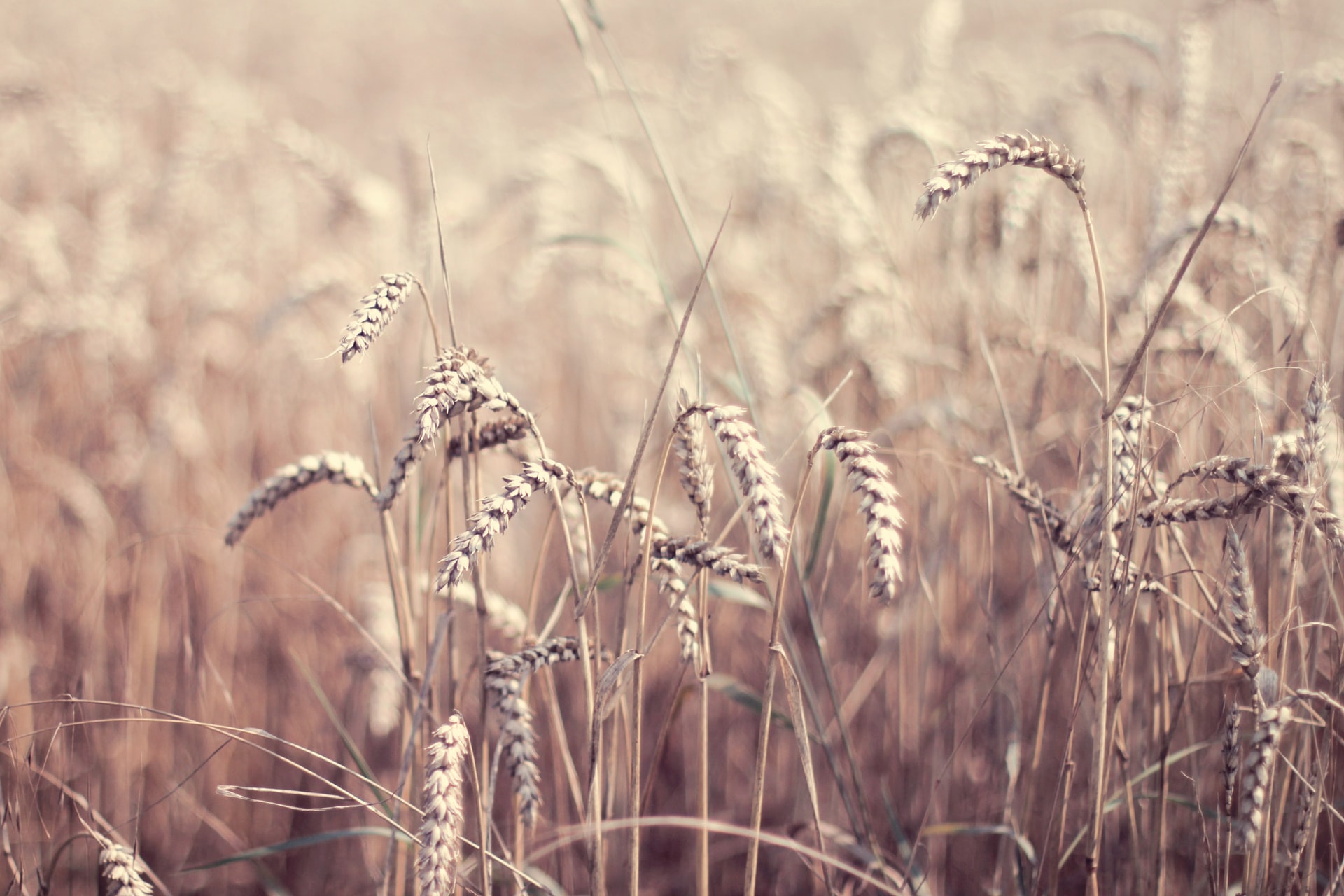 Grains sowing