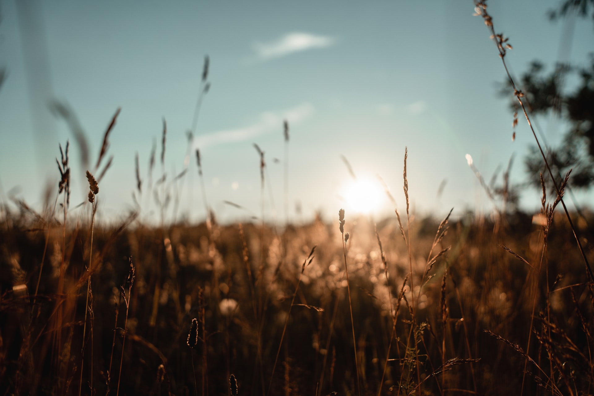 Grains_2004