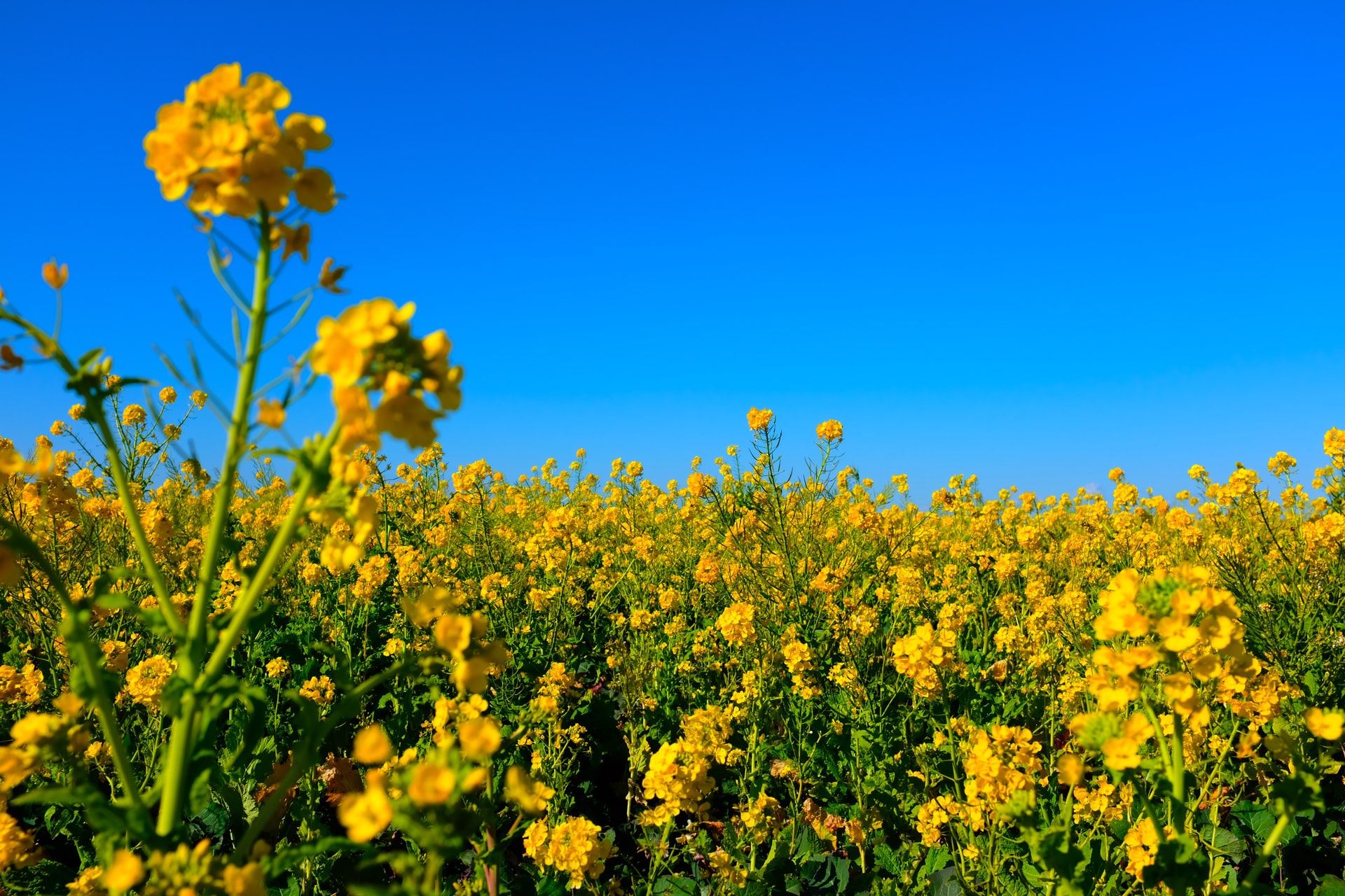 Canola_040522