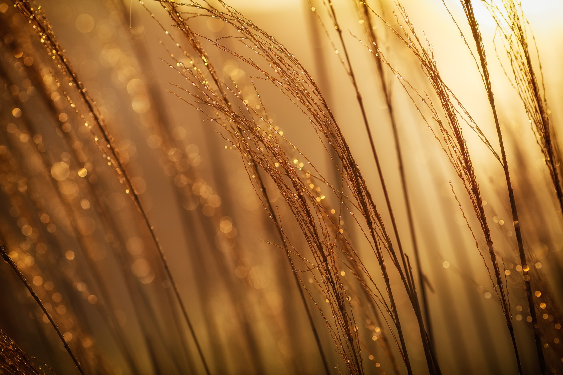 Wheat_25052022