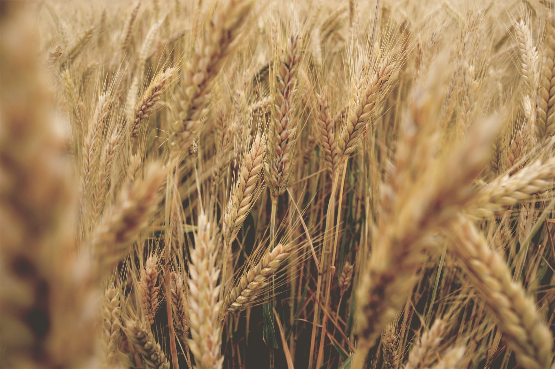 Grains_01062022