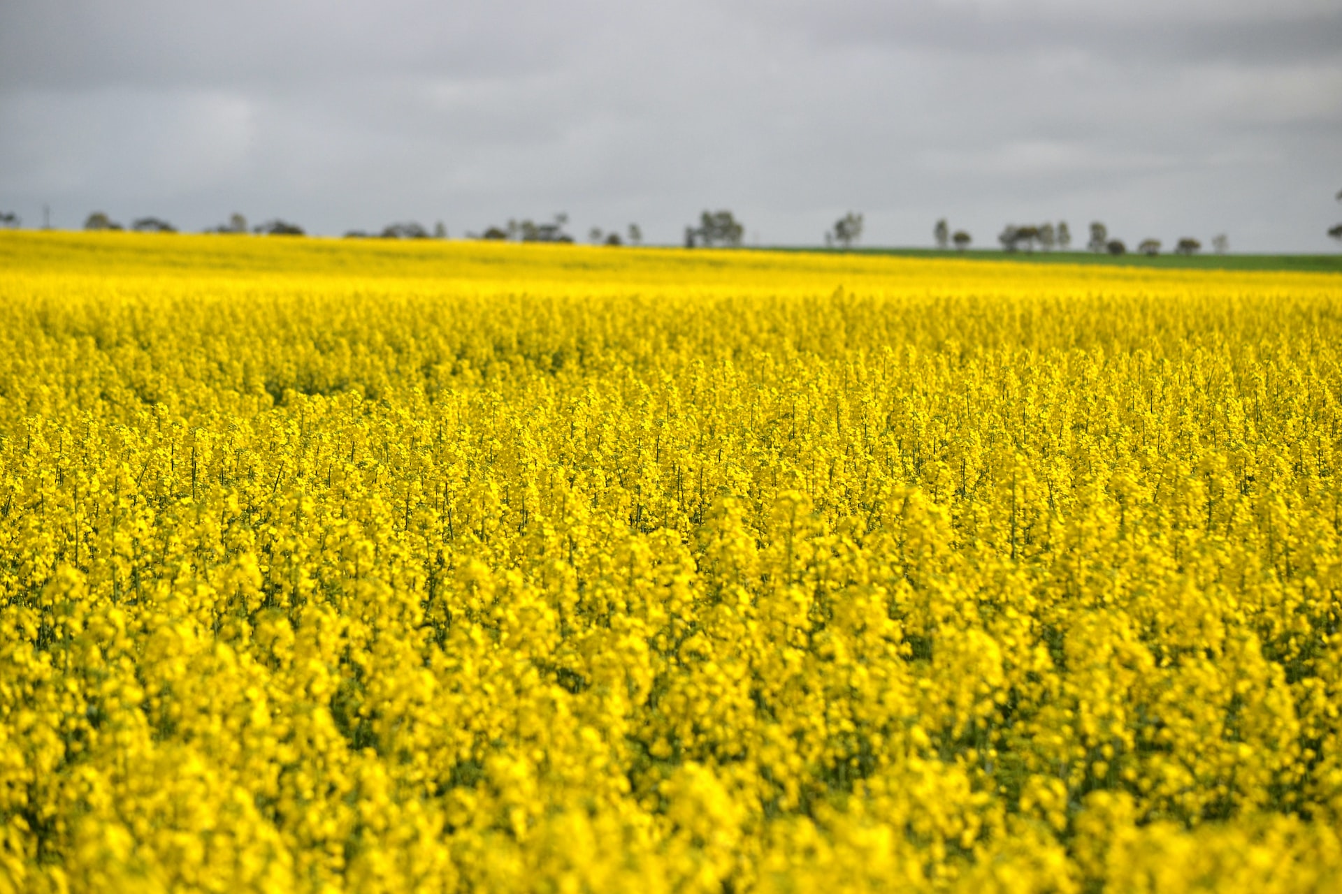 Canola_08092022