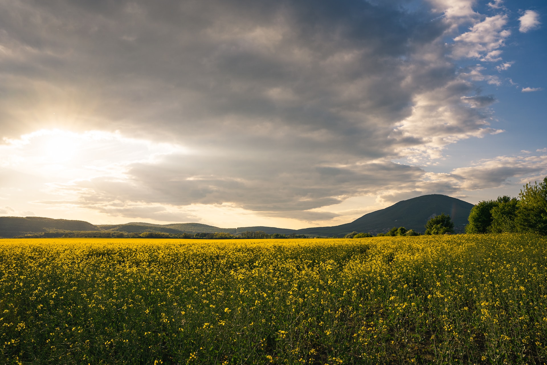 Canola_14092022