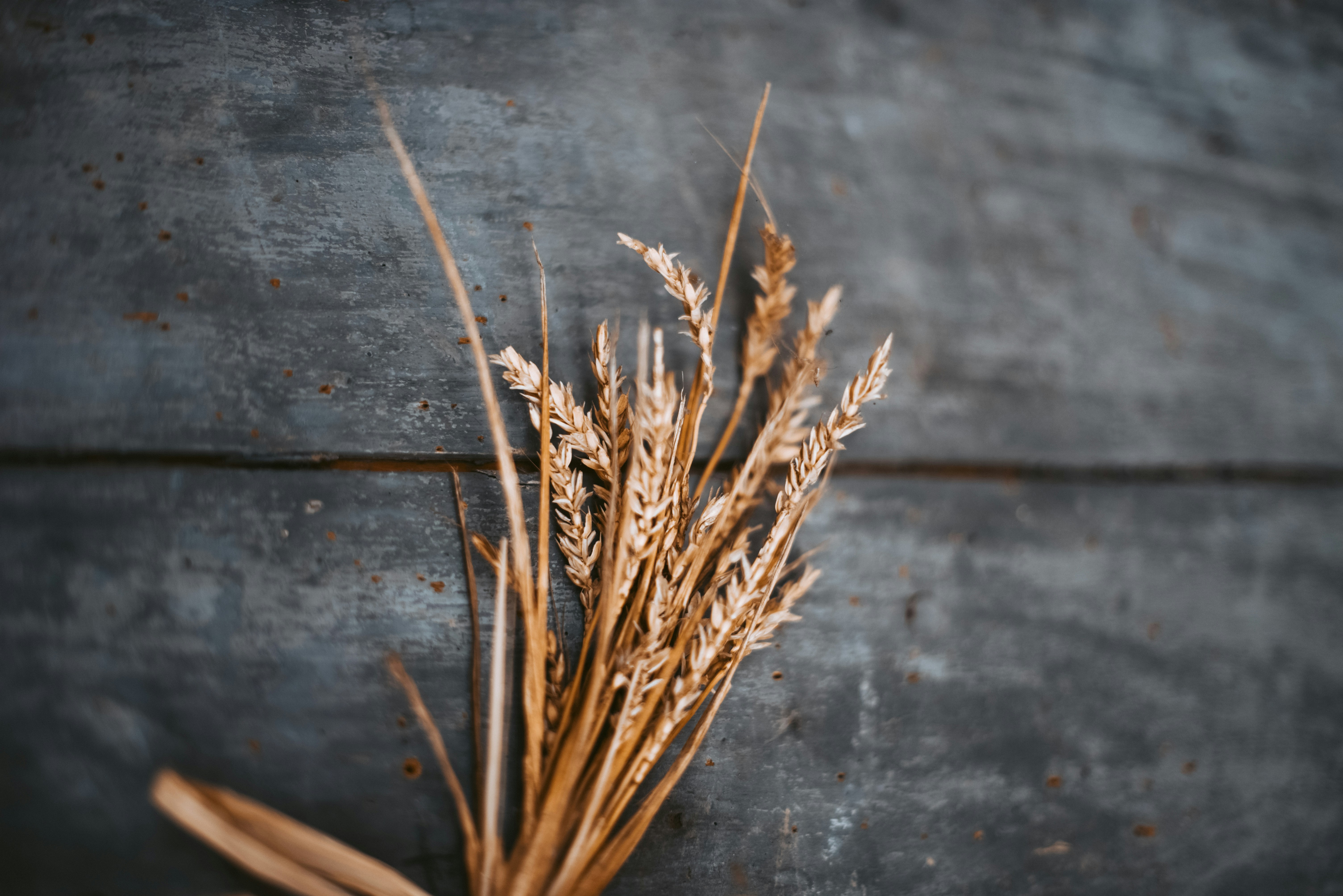 Wheat_190324