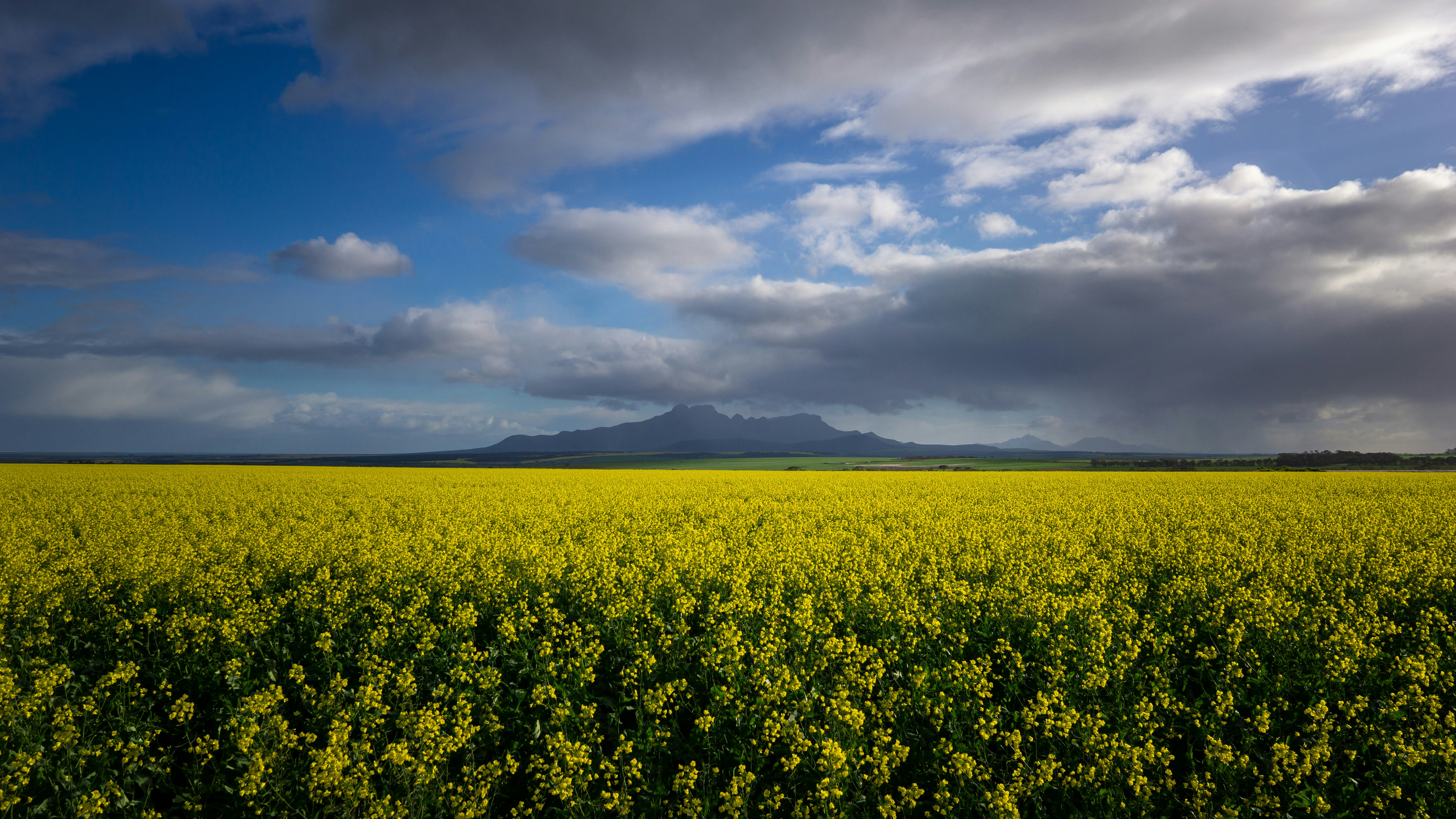 Canola_250324